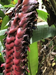 Heliconia mariae