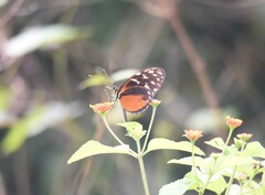 Heliconius hecale
