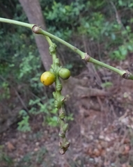 Piper dravidii