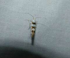 Argyresthia