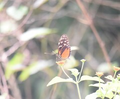 Heliconius hecale