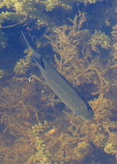 Micropterus floridanus