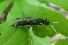 Xiphydria maculata