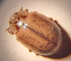 Aphidecta obliterata