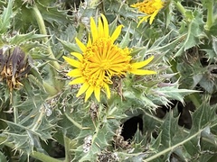 Berkheya onopordifolia