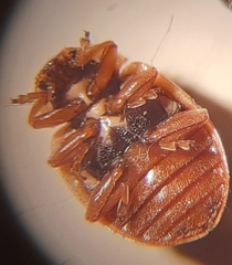 Aphidecta obliterata