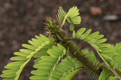 Machaerium isadelphum