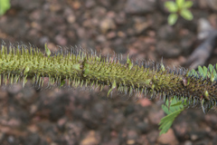 Machaerium isadelphum