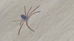 Polybetes rapidus