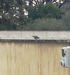 Phoenicurus ochruros