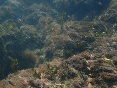 Chromis punctipinnis