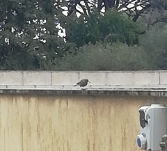 Phoenicurus ochruros