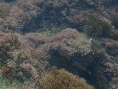 Chromis punctipinnis