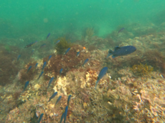 Chromis punctipinnis