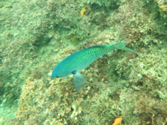 Chromis punctipinnis