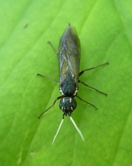 Xiphydria maculata