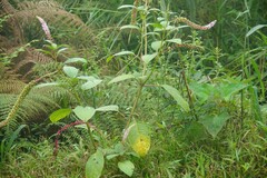 Phytolacca rivinoides