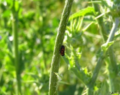 Cercopis intermedia