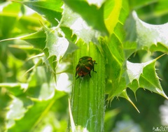 Cercopis intermedia