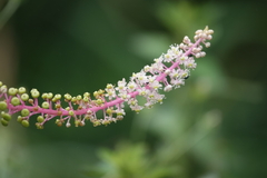 Phytolacca rivinoides