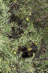 Nitraria billardierei