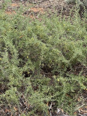 Nitraria billardierei