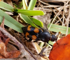 Nicrophorus carolina