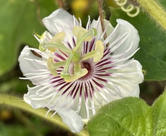 Passiflora vesicaria var. vesicaria image