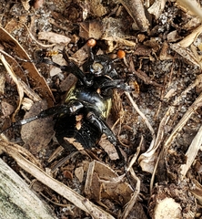 Nicrophorus carolina
