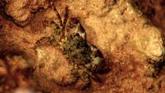 Pachygrapsus transversus