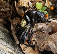 Nicrophorus carolina