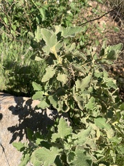 Malacothamnus foliosus