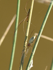 Tetragnatha montana