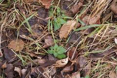 Lamium