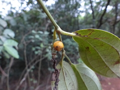Piper dravidii