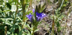 Gentiana affinis