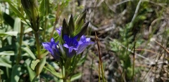 Gentiana affinis