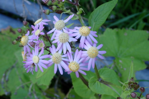 Pericallis steetzii image