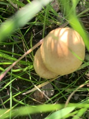 Agrocybe pediades