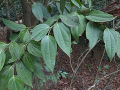 Piper dravidii