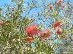 Melaleuca subulata