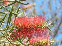 Melaleuca subulata