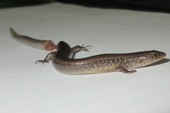 Riopa albopunctata