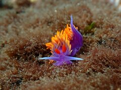 Flabellinopsis iodinea