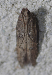 Hypatima
