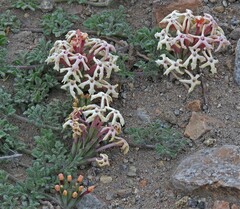 Verbena aurantiaca