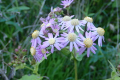 Pericallis steetzii image