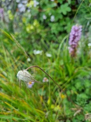 Pulsatilla