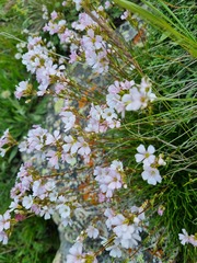 Gypsophila tenuifolia