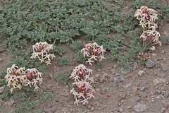 Verbena aurantiaca